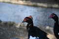 Egyptian duck in Doha, Qatar