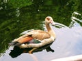 Egyptian duck swimming in pond. Nile goose in water.