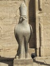 Egyptian Falcon guardian of the Temple of Horus