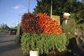 Egyptian Farmer Selling Carrots Beside The Road, Cairo, Egypt on