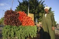 Egyptian Farmer Selling Carrots Beside The Road, Cairo, Egypt on