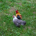 Egyptian Fayoumi chicken grazing on the grass. Bright rooster in background. Shallow focus. Hen in focus Royalty Free Stock Photo