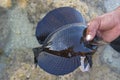 An Egyptian fisherman caught a Red Sea Sailfin Tang in the Red Sea and holds it in his hand. Dinner for a poor African family.