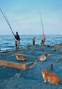 Egyptian fishermen and local cats