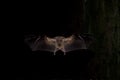 Egyptian Fruit Bat