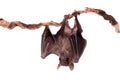 Egyptian fruit bat isolated on white Royalty Free Stock Photo