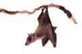 Egyptian fruit bat isolated on white Royalty Free Stock Photo