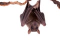 Egyptian fruit bat isolated on white Royalty Free Stock Photo