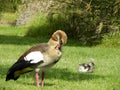 Egyptian gander with gosling. Royalty Free Stock Photo