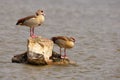 Egyptian geese (Alopochen aegyptiaca)