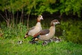 The Egyptian geese Alopochen aegyptiaca with young goslings in natural habitat by the river, Netherlands