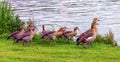 Egyptian geese, alopochen aegyptiacus,and babies