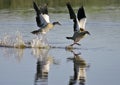 Egyptian geese (Alopochen aegyptiacus) landing Royalty Free Stock Photo