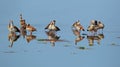 Egyptian geese