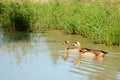 Egyptian Geese (Alopochen aegyptiacus)