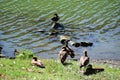 Egyptian geese colony at the Mosel