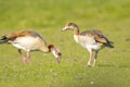 Egyptian geese couple Alopochen aegyptiacus