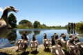 Egyptian geese Royalty Free Stock Photo