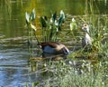 Egyptian Geese Feeding and Peeking