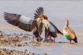 Egyptian Geese Fighting