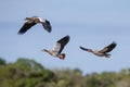 Egyptian geese flying South Africa