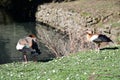 Egyptian Geese, The Friars - Aylesford Priory, Maidstone, Kent, England, UK Royalty Free Stock Photo