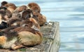 Egyptian Geese Goslings Resting