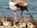 Egyptian Geese goslings resting near mum