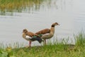 Egyptian Geese on Hawassa Lake