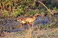 Egyptian geese in Kruger National Park
