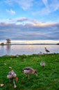 Egyptian geese on a lake with beautiful colorful clouds in the background