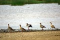 Egyptian geese, Lake Nakuru National Park, Kenya