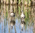 Egyptian geese and mirror reflections Royalty Free Stock Photo