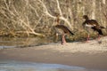 Egyptian Geese Pair Along Zambezi Riverbank