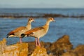 Egyptian geese perched on a coastal rock, South Africa