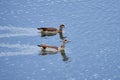 Egyptian geese swimming in the lake. In blue water. Royalty Free Stock Photo