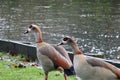 Egyptian geese walking on riverbank