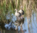 Egyptian geese in wetlands Royalty Free Stock Photo