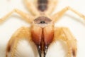 Egyptian giant solpugids Galeodes Arabs, wind scorpion or camel spider macro shot frontt view close up in the united arab Royalty Free Stock Photo