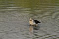 Egyptian goos in the lake