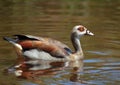 Egyptian Goose Royalty Free Stock Photo