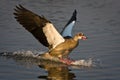 Egyptian Goose Royalty Free Stock Photo