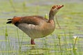 Egyptian goose Royalty Free Stock Photo