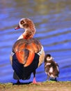 Egyptian Goose Royalty Free Stock Photo