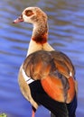 Egyptian Goose Royalty Free Stock Photo