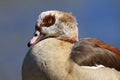 Egyptian goose Royalty Free Stock Photo