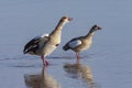 Egyptian Goose Alopochen aegyptiaca Royalty Free Stock Photo