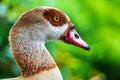 Egyptian goose Alopochen aegyptiaca closeup of head - Davie, Florida, USA Royalty Free Stock Photo