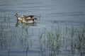 Egyptian goose, Alopochen aegyptiaca Royalty Free Stock Photo