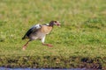 Egyptian Goose - Alopochen aegyptiaca, full of aggression.